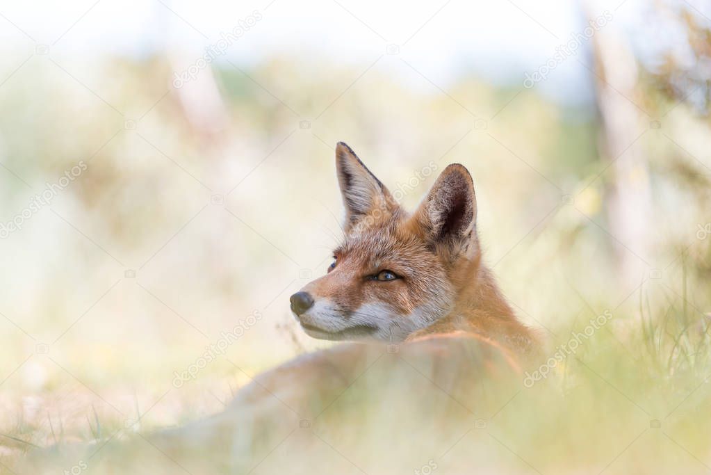 red fox in natural habitat - amsterdamse waterleidingduinen - the netherlands 