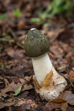 Yumuşak arka plan üzerinde ortak stinkhorn