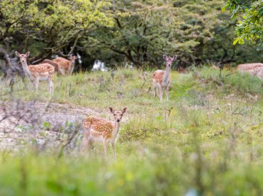 Çimlerde genç geyik