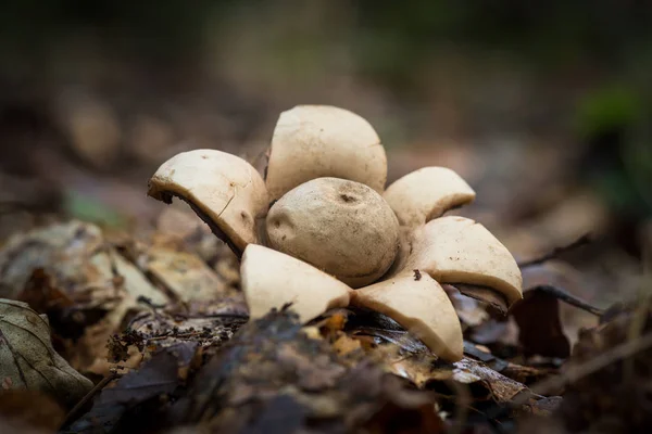 Earthstar Forest Geastrum — Stock Photo, Image