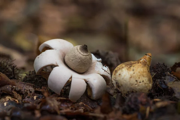 Earthstar Forest Geastrum — Stock Photo, Image