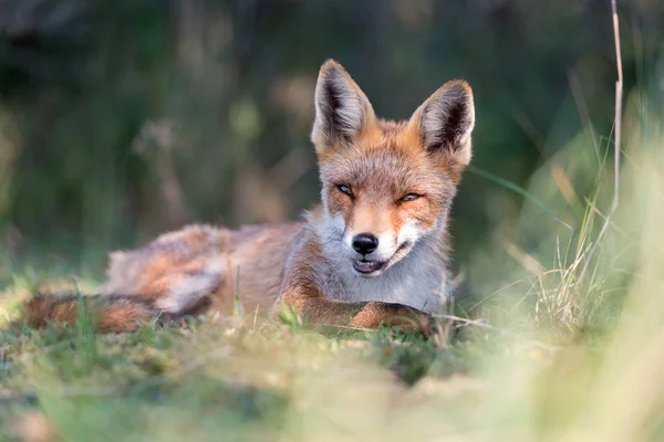 Volpe Rossa Habitat Naturale Amsterdamse Waterleidingduinen Paesi Bassi — Foto Stock