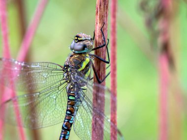 Kırmızı yusufçuk, yakın çekim