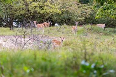 Çimlerde genç geyik