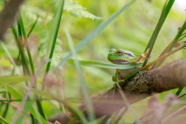 Doğal ortamda yeşil ağaç kurbağası