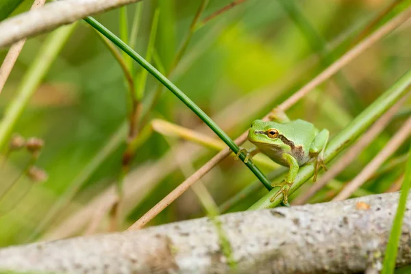 Green Tree Frog Natural Environment — Stock Photo, Image