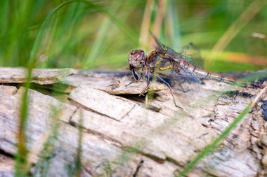 Kırmızı yusufçuk, yakın çekim