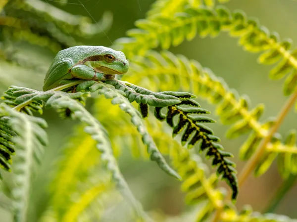 Πράσινο Βάτραχος Δέντρο Στο Φυσικό Περιβάλλον — Φωτογραφία Αρχείου