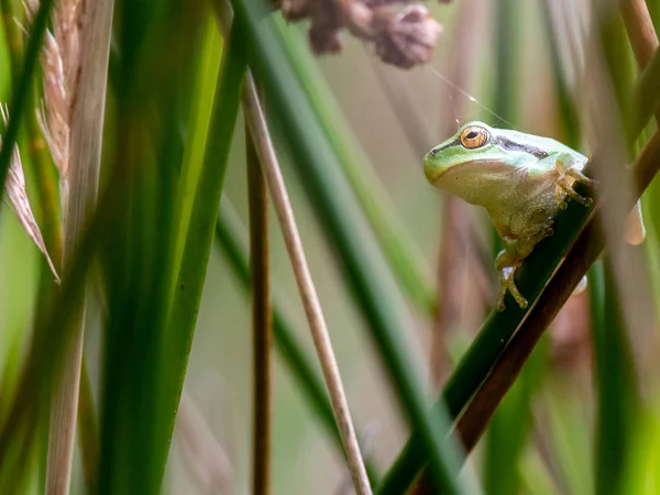 Doğal Ortamda Yeşil Ağaç Kurbağası — Stok fotoğraf