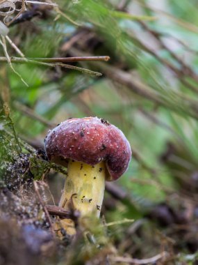 Boletus sanguineus var. gentilis - Aureoboletus gentilis familyasından Boletaceae familyasından bir mantar türü.