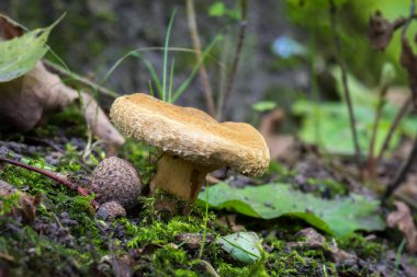 Ormanda kahverengi mantar