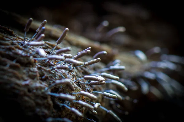 곰팡이 스템포니토시스는 스테마데이다과에서 아메보조아의 속입니다 — 스톡 사진