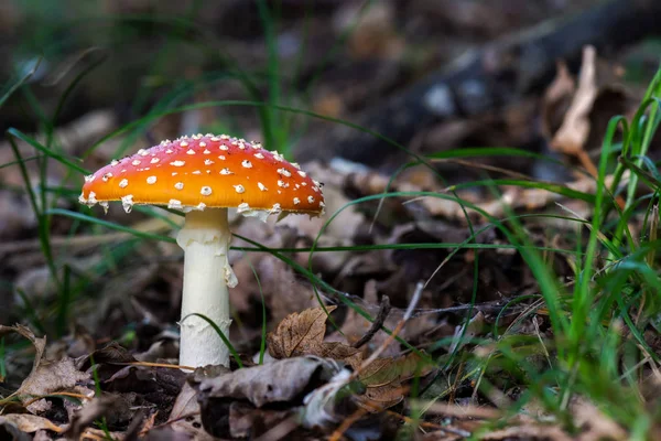 Düşen yaprakları arasında bir mantar (Amanita) tam boy fotoğraf. Sonbahar sezonu