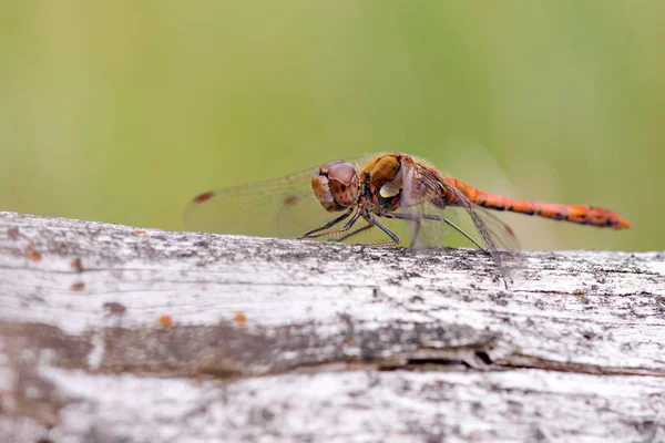 Red Dragonfly Close — Stock Photo, Image