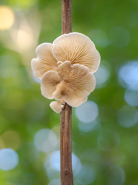 White Mushroom Helvella Elastica Commonly Known Flexible Helvella — Stock Photo, Image