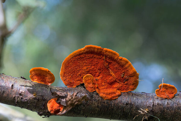 Cinnabar polypore a saprophytic, white-rot decomposer - Pycnoporus cinnabarinus