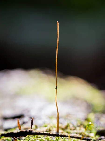 Fungo Chiamato Macrotyphula Genere Funghi Clavarioidi Dell Ordine Agaricales — Foto Stock