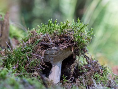 Güçlü mantarlar (Russulaceae) eart 'tan çıkar.