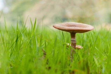 Yeşil çimlerde yetişen mantarın yakın görüntüsü