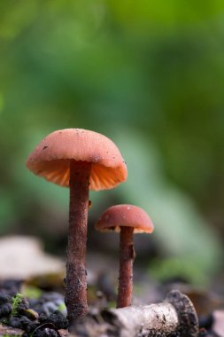 sonbahar ormanda büyüyen mantar