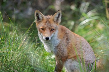 Kızıl Tilki Sonbahar Ormanında