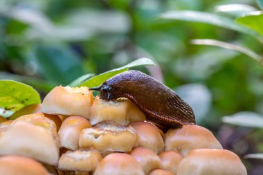 Slug mantar yiyor. Birbirine karışan fasikülare