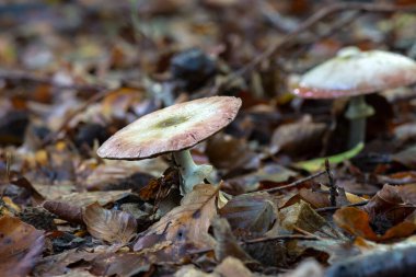 sonbahar ormanda büyüyen mantar