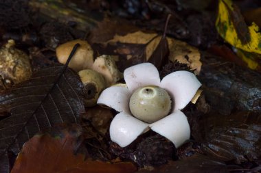 Mantar. Geastrum tripleks, dünyanın dört bir yanındaki enkaz ve yaprak döküntülerinde bulunan yenilemez bir mantardır.