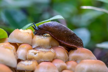 Slug mantar yiyor. Birbirine karışan fasikülare