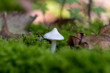 Ormanın içinde küçük beyaz mantar