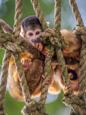 Yiyecek arayan iki sevimli maymun