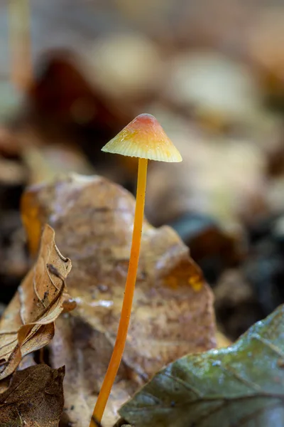 Pilz Auf Verschwommenem Hintergrund Mycena Crocata Ist Eine Pilzarte Aus — Stockfoto