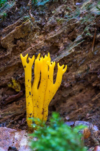 Apelsinsvamp Calocera Vistsosa Omgiven Ruttet Trä — Stockfoto