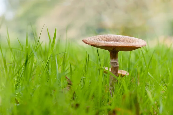 Nahaufnahme Von Pilzen Die Grünen Gras Wachsen — Stockfoto