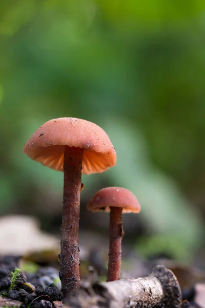 Pilze Wachsen Herbstwald — Stockfoto