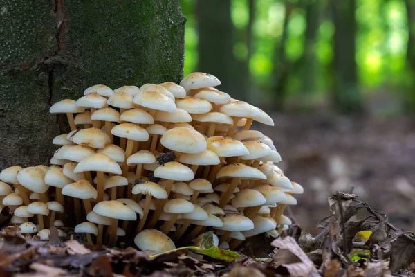 Cogumelos Floresta Hypholoma Fasciculare Vulgarmente Conhecido Por Tufo Enxofre Tufo — Fotografia de Stock