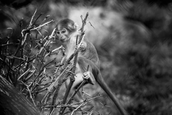 Schwarz Weiß Porträt Eines Eichhörnchen Affen Auf Verschwommenem Hintergrund — Stockfoto