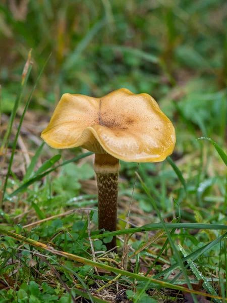 Close View Mushroom Growing Green Grass — Stock Photo, Image