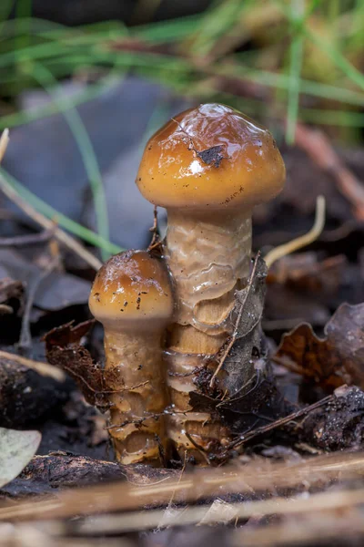 Gombák Felnövés Ban Őszi Erdő — Stock Fotó