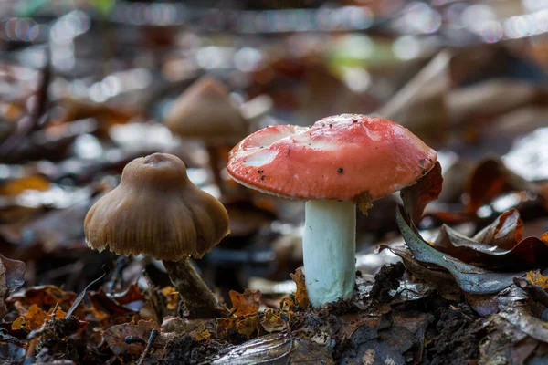 Розовый Гриб Russula Vesca Известный Распространенными Названиями Голышевого Гриба Russula — стоковое фото