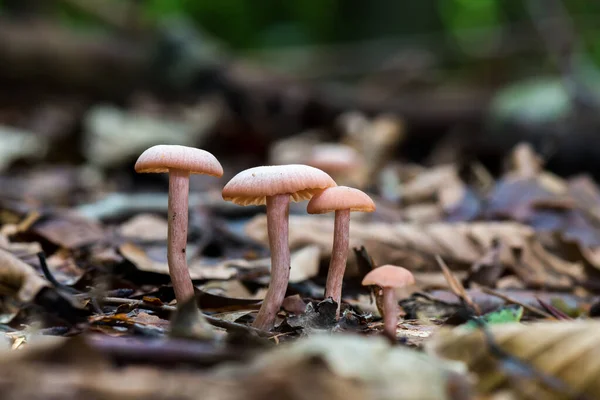 Pilze Auf Dem Waldboden Laccaria Laccata Gemeinhin Als Täuscher Bekannt — Stockfoto