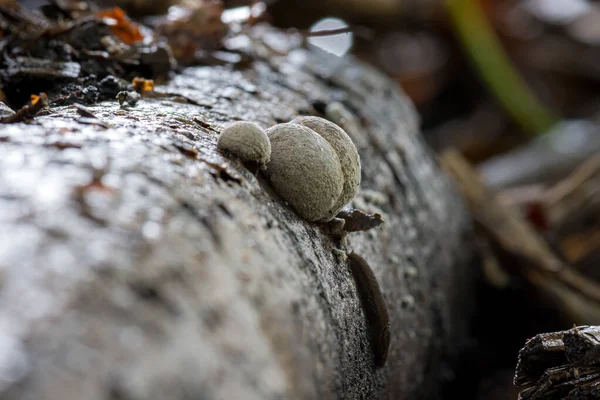 Group Mushrooms Forest Ground Stump — Stock Photo, Image