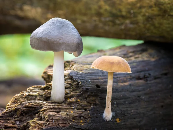 Cogumelo Cinzento Pluteus Salicinus Cogumelo Psicodélico Europeu Que Cresce Madeira — Fotografia de Stock