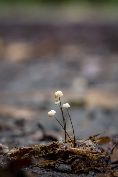 木耳蘑菇 — 图库照片