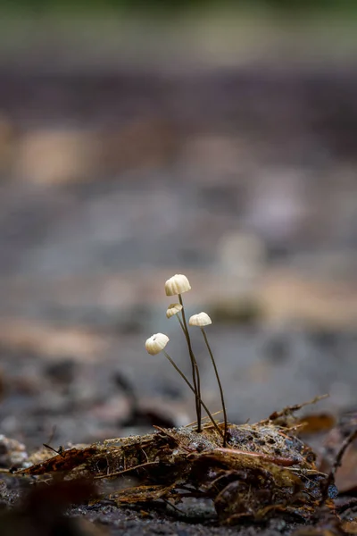 Marasmius Rotula Mushrooms Close View — Stock Photo, Image