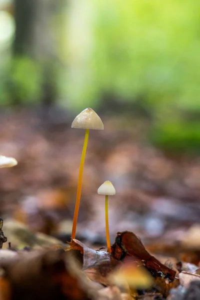 Pilzgruppe Auf Dem Waldboden — Stockfoto