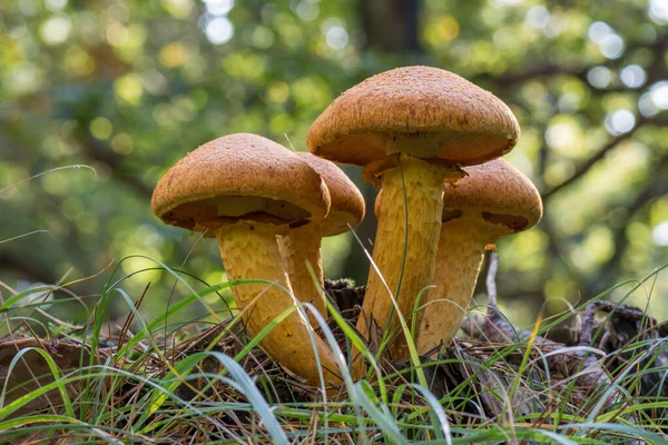 Laranja Gymnopilus Fungos Crescendo Chão Floresta — Fotografia de Stock