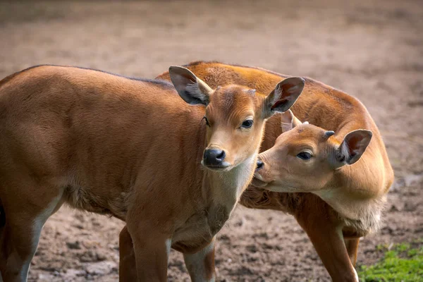 Gyönyörű Szarvas Áll Réten — Stock Fotó