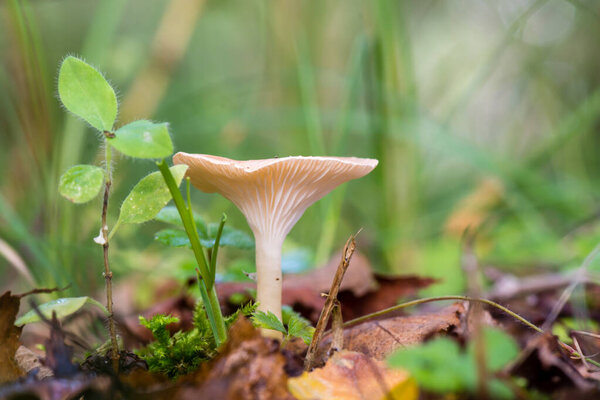Mushroom in the forest. Clitocybe