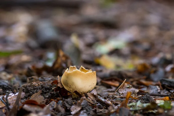 Vista Cerca Los Hongos Tarzetta Catinus — Foto de Stock